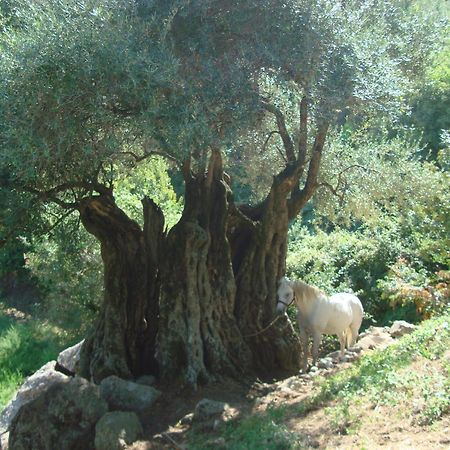 Costa Di Sognu Villa Dış mekan fotoğraf