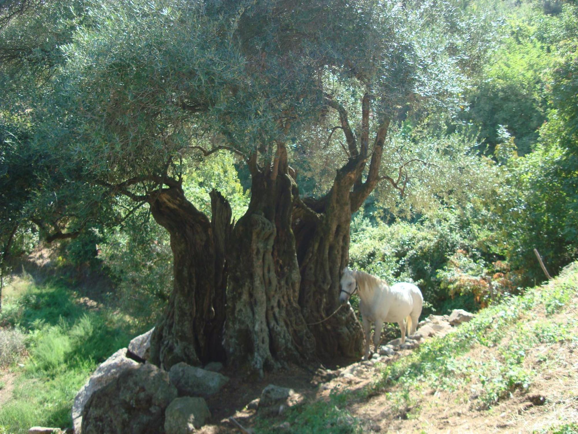 Costa Di Sognu Villa Dış mekan fotoğraf