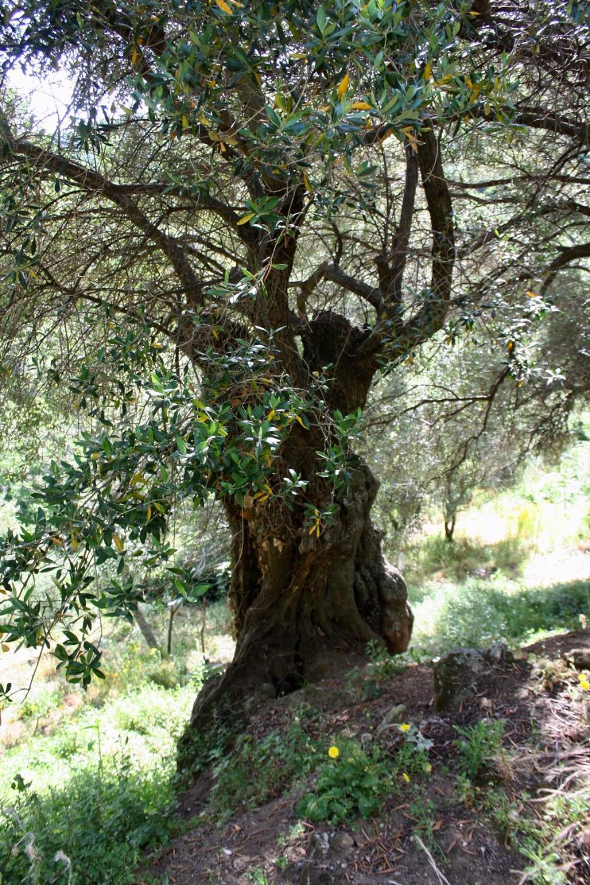 Costa Di Sognu Villa Dış mekan fotoğraf