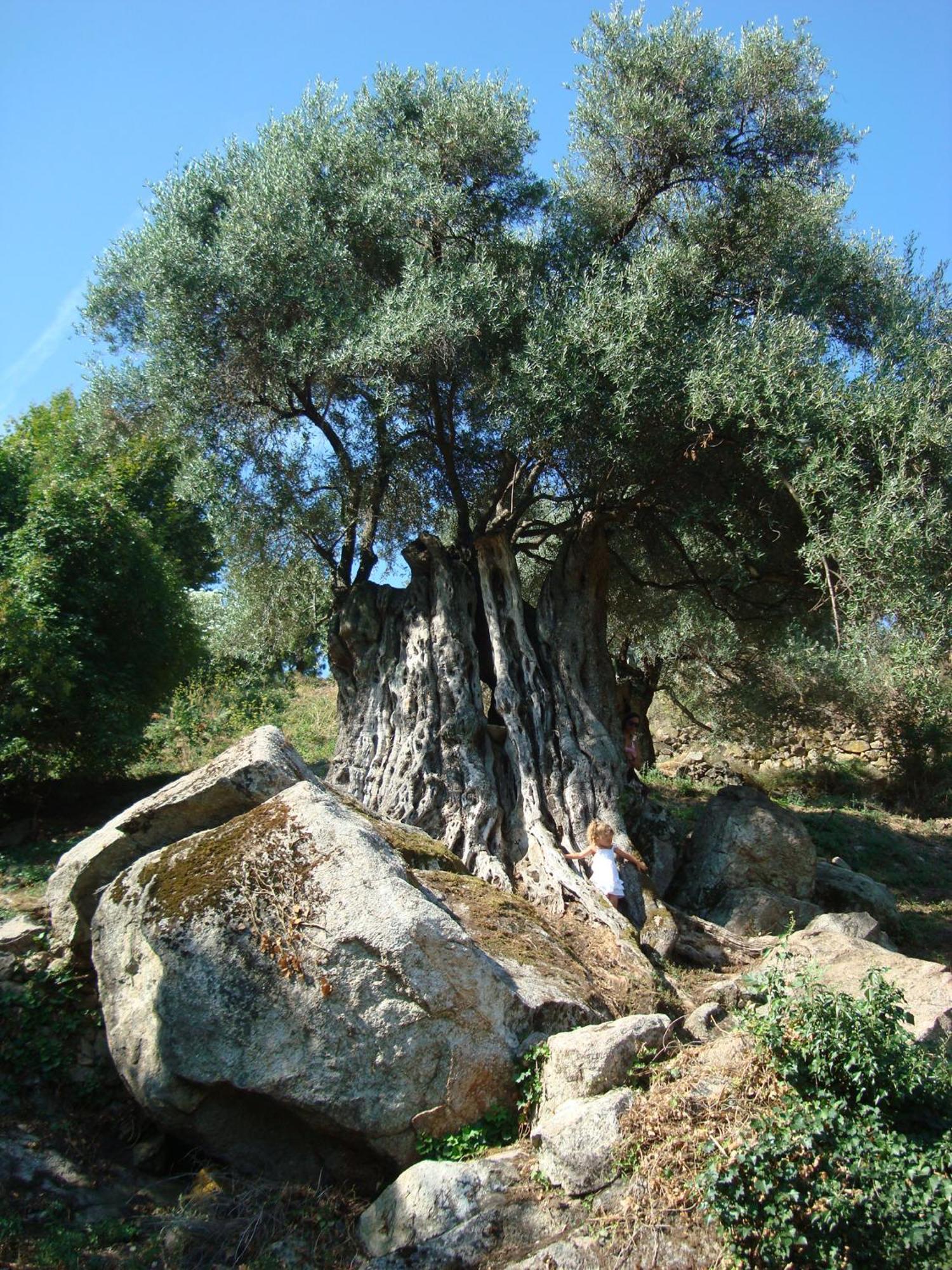 Costa Di Sognu Villa Dış mekan fotoğraf