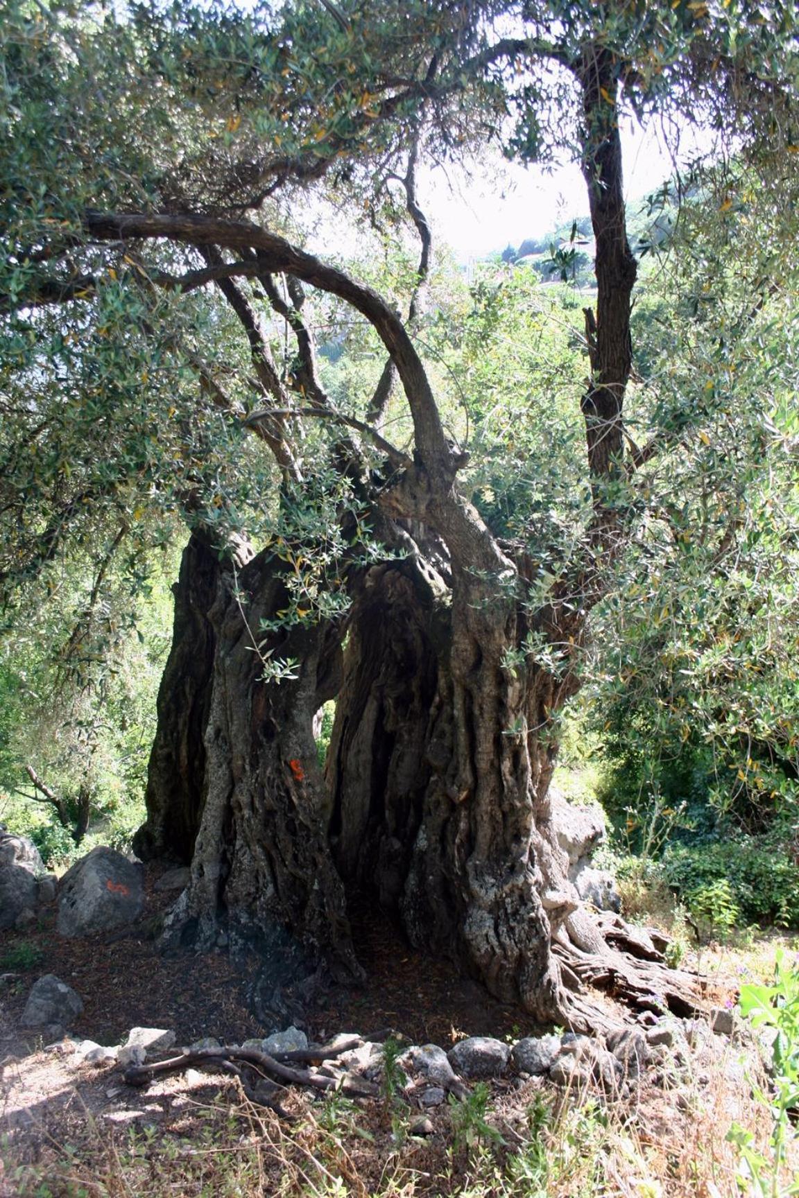 Costa Di Sognu Villa Dış mekan fotoğraf