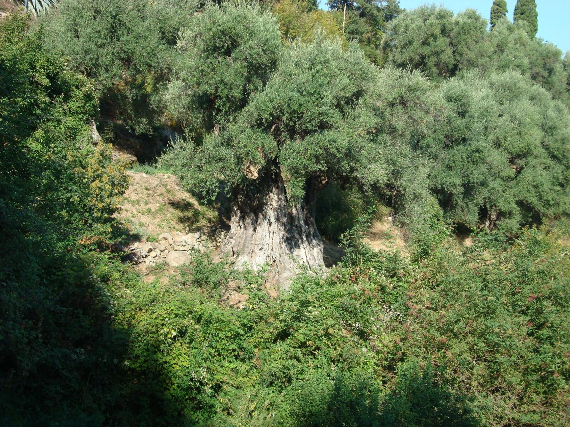 Costa Di Sognu Villa Dış mekan fotoğraf